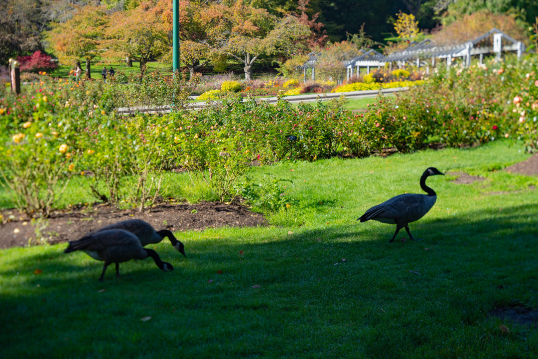 밴쿠버 스탠리 공원 동물