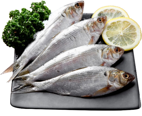 전어 효능 전어 제철 전어회