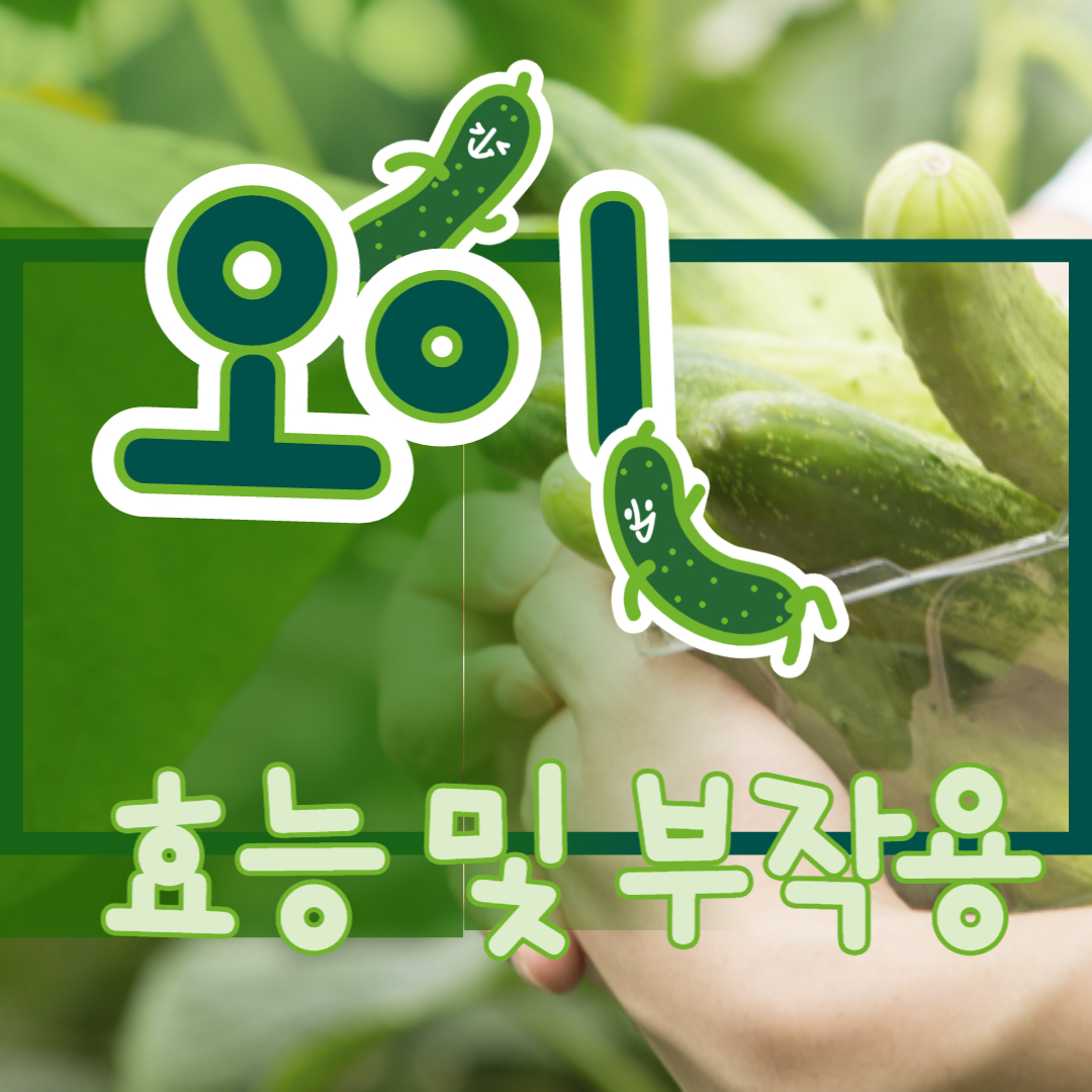 오이 효능 부작용