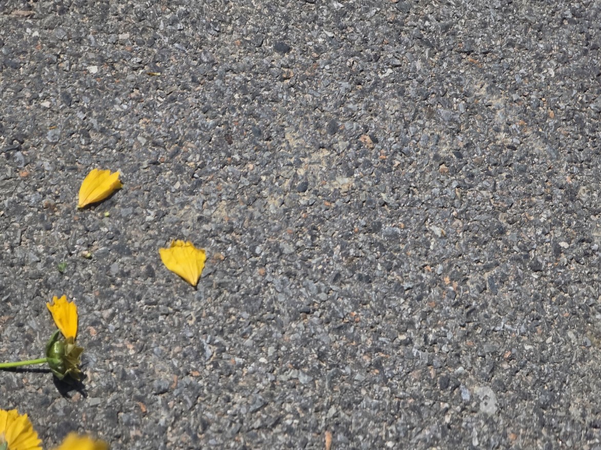 &ldquo;꾸지나무골해변에서 학암포까지&rdquo;