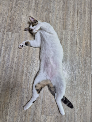 고양이가 배를 보이며 눕는 이유, 만져도 된다는 뜻은 아닙니다