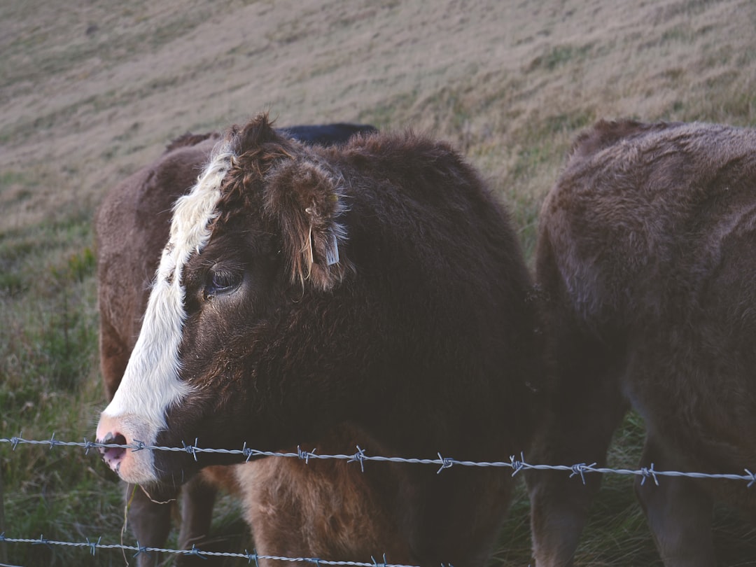 Beef.