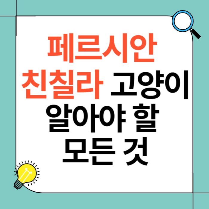 페르시안 친칠라 고양이