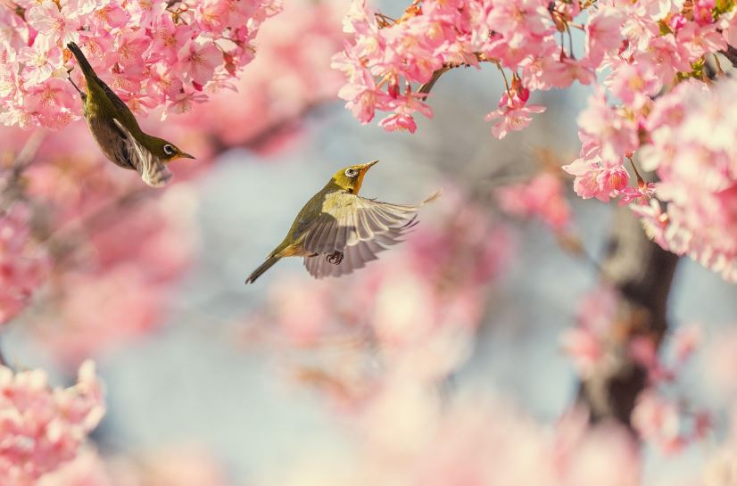 진해군항제 벚꽃축제 일정 및 행사안내