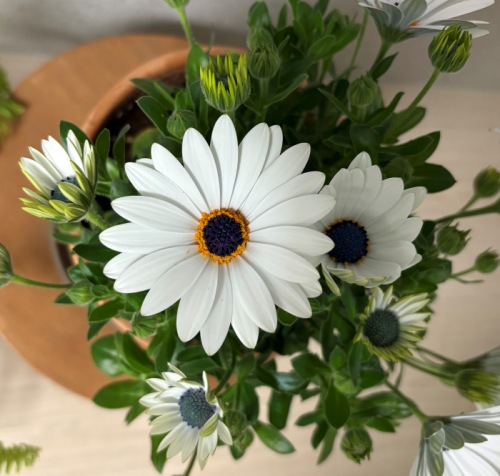 화이트 오스테오스펄멈