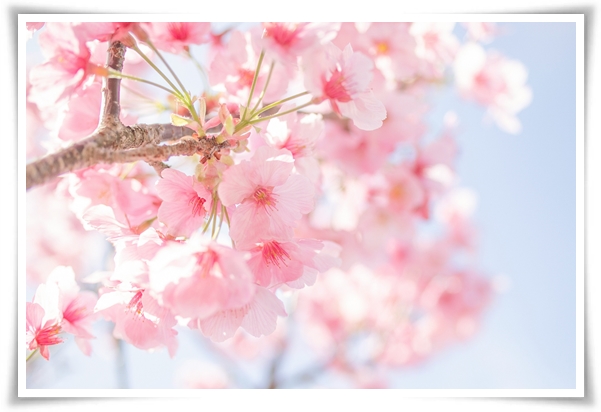 "벚꽃" 희망과 새로운 시작의 상징 봄의 전령사!