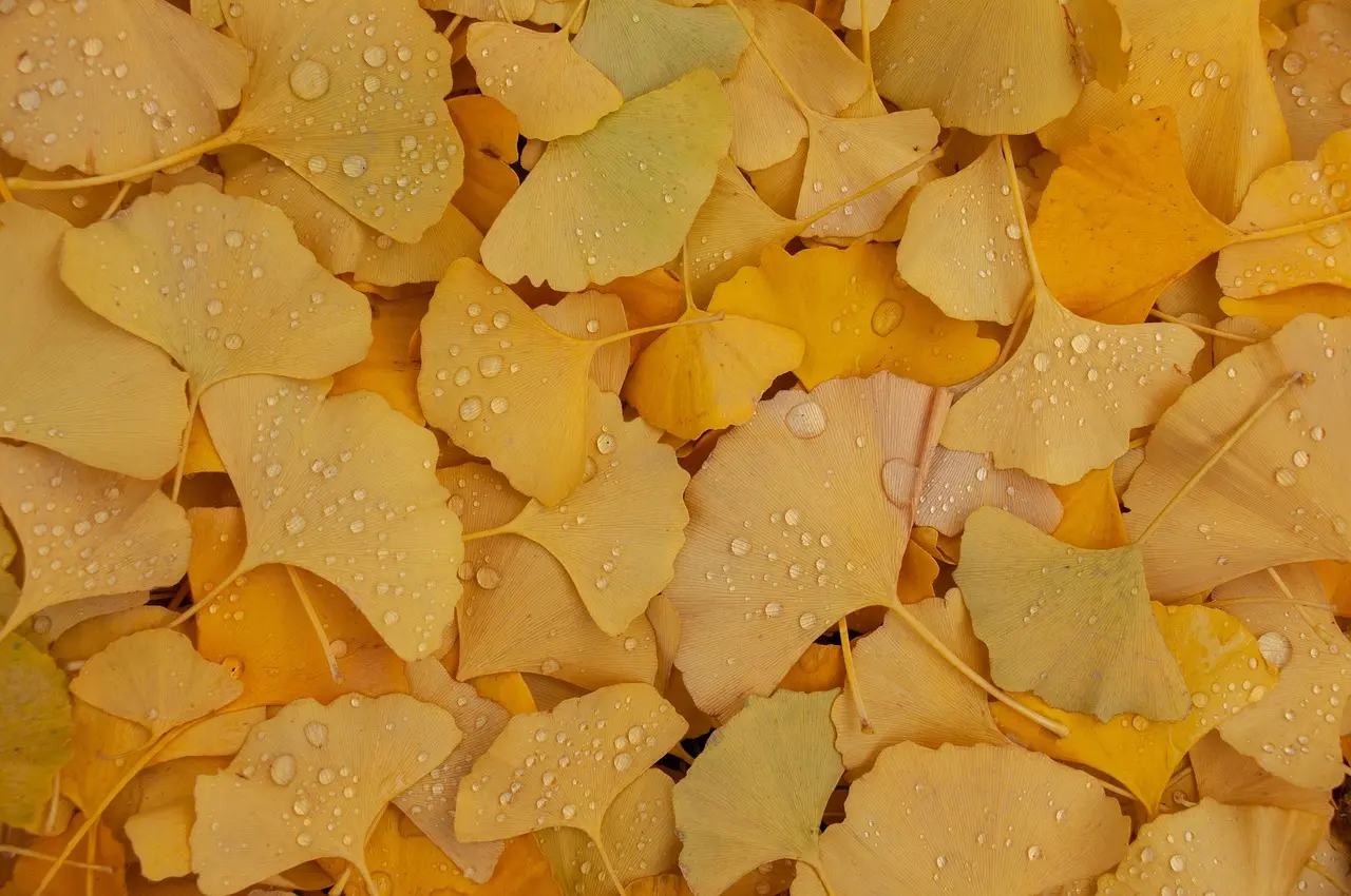 은행나무 드라이브 코스 도리마을 은행나무숲 문광저수지