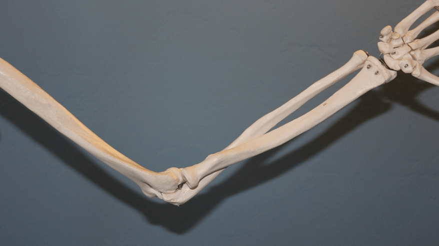 삼채 효능은 뼈 건강에 도움이 된다. 모형 물 팔 뼈 모습