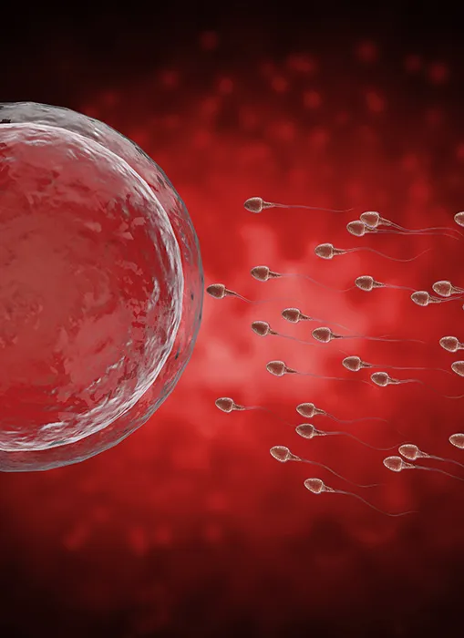 정자 활동성이 높으면 자연임신 확률이 높아진다