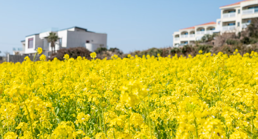 제주 유채꽃밭