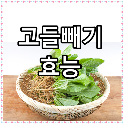 고들빼기 효능
