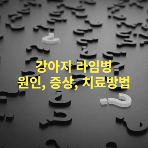 강아지 라임병