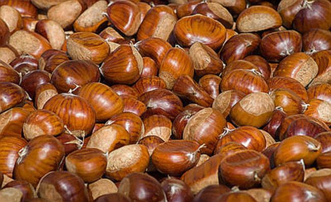 생율 효능 부작용