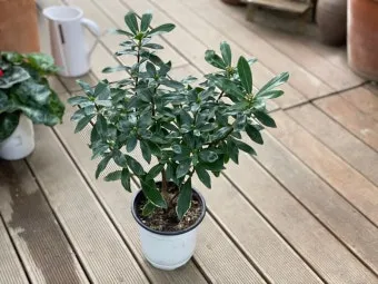 천리향 키우기와 향을 오래 유지하는 방법_6