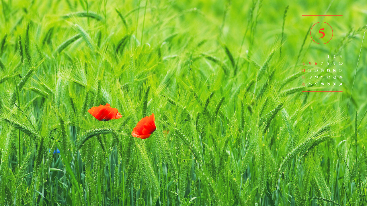 08 꽃양귀비 두송이 A - 2025년5월 노트북배경화면