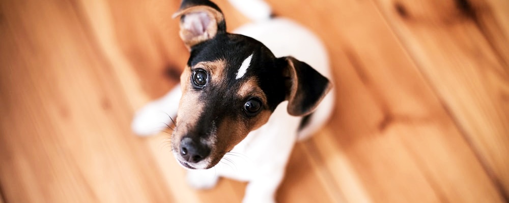 강아지 초콜릿 먹었을 때 대처방법 9