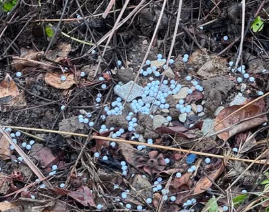 김포 83대대 해병대 비비탄 강아지 사건 정리 탄원서 서명 운동 청원 방법 링크 총정리 5