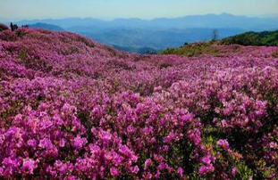 황매산 철쭉 개화상황