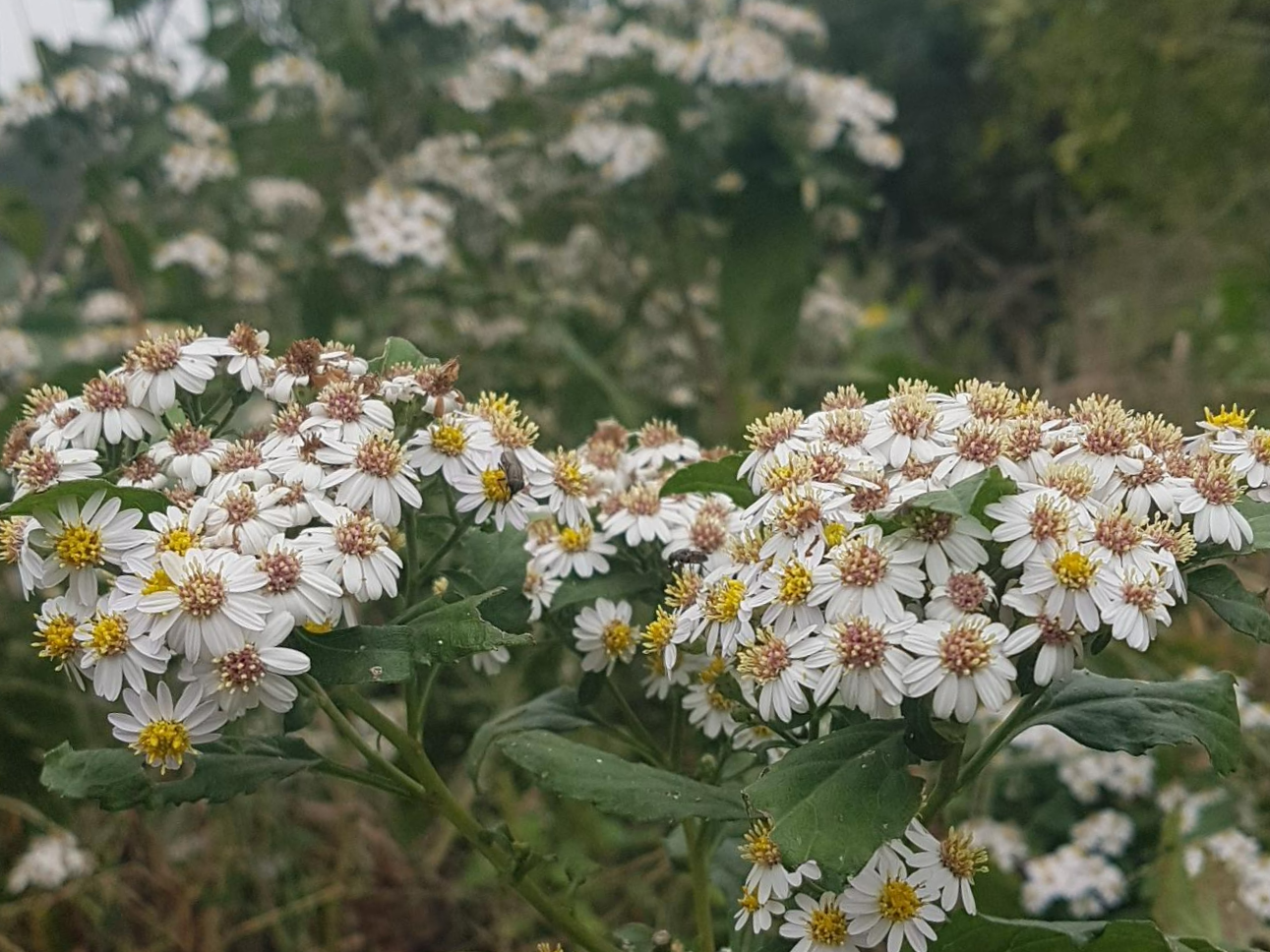 섬쑥부쟁이를 육지 기준으로 보며 계속 어긋났던 이유