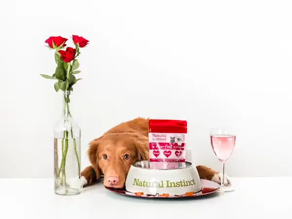A woman taking a pet food certification course online