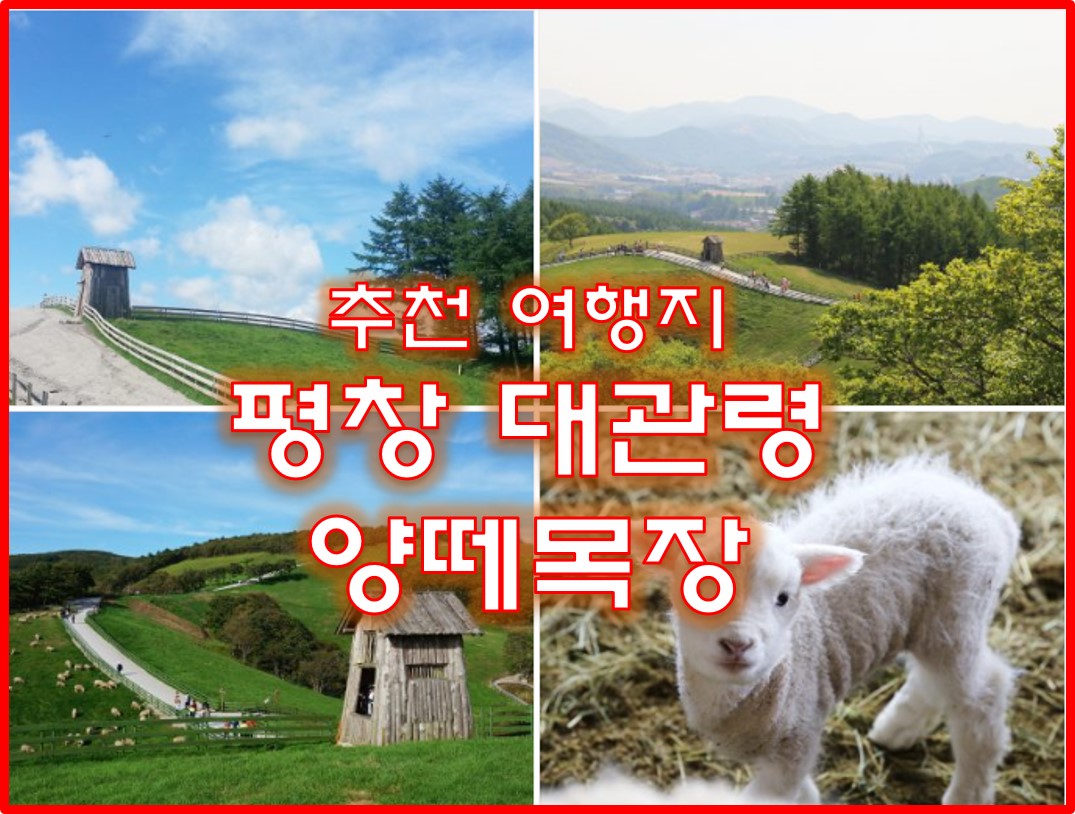 평창 대관령 양떼목장