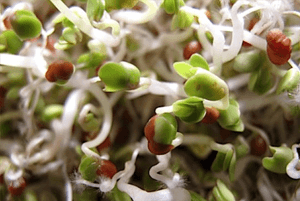 브로콜리 새싹 효능06