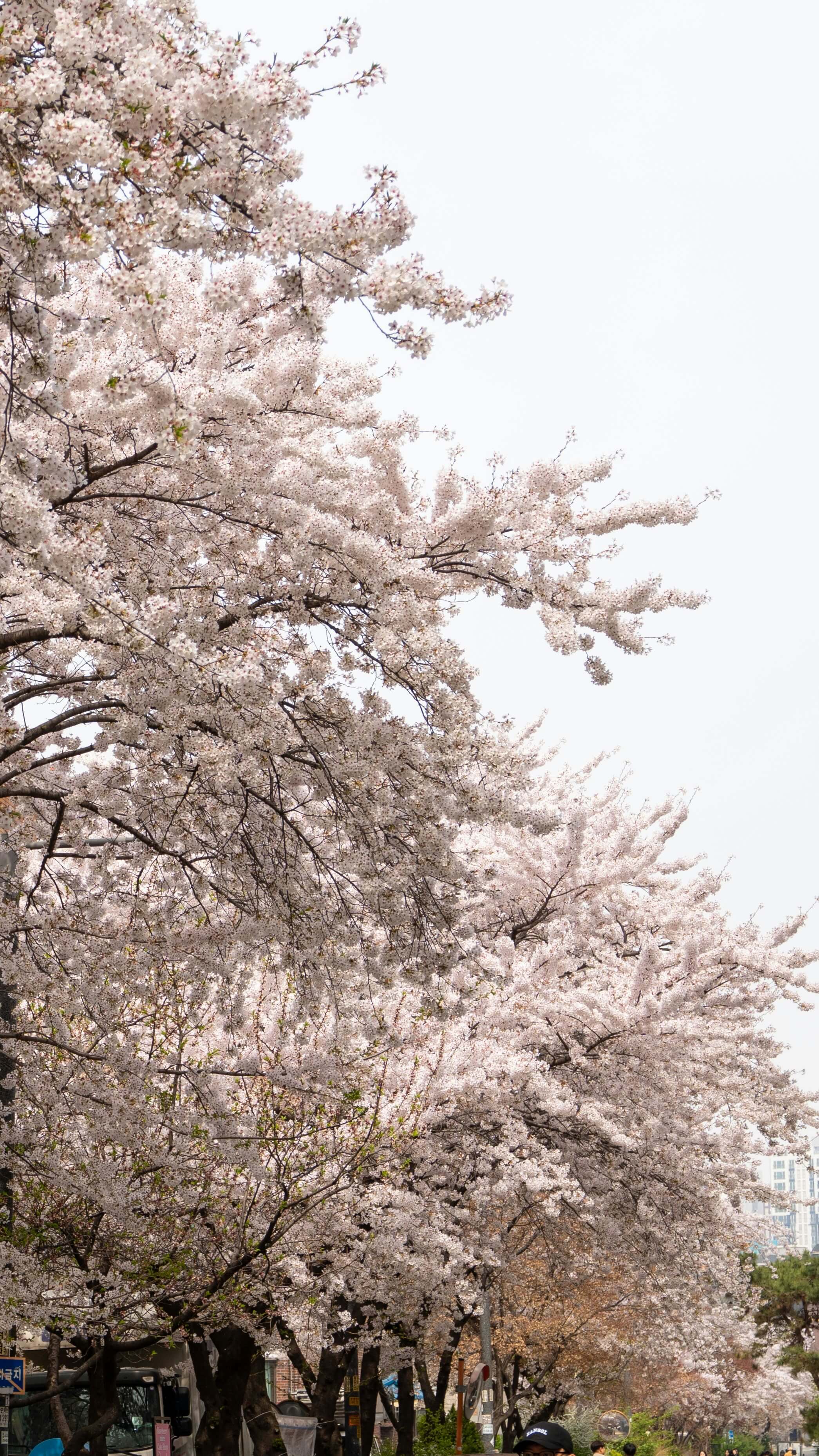 2026- 서울대공원- 벚꽃축제 -실시간- 현황 -4월 5일- 만개- 시기 -8