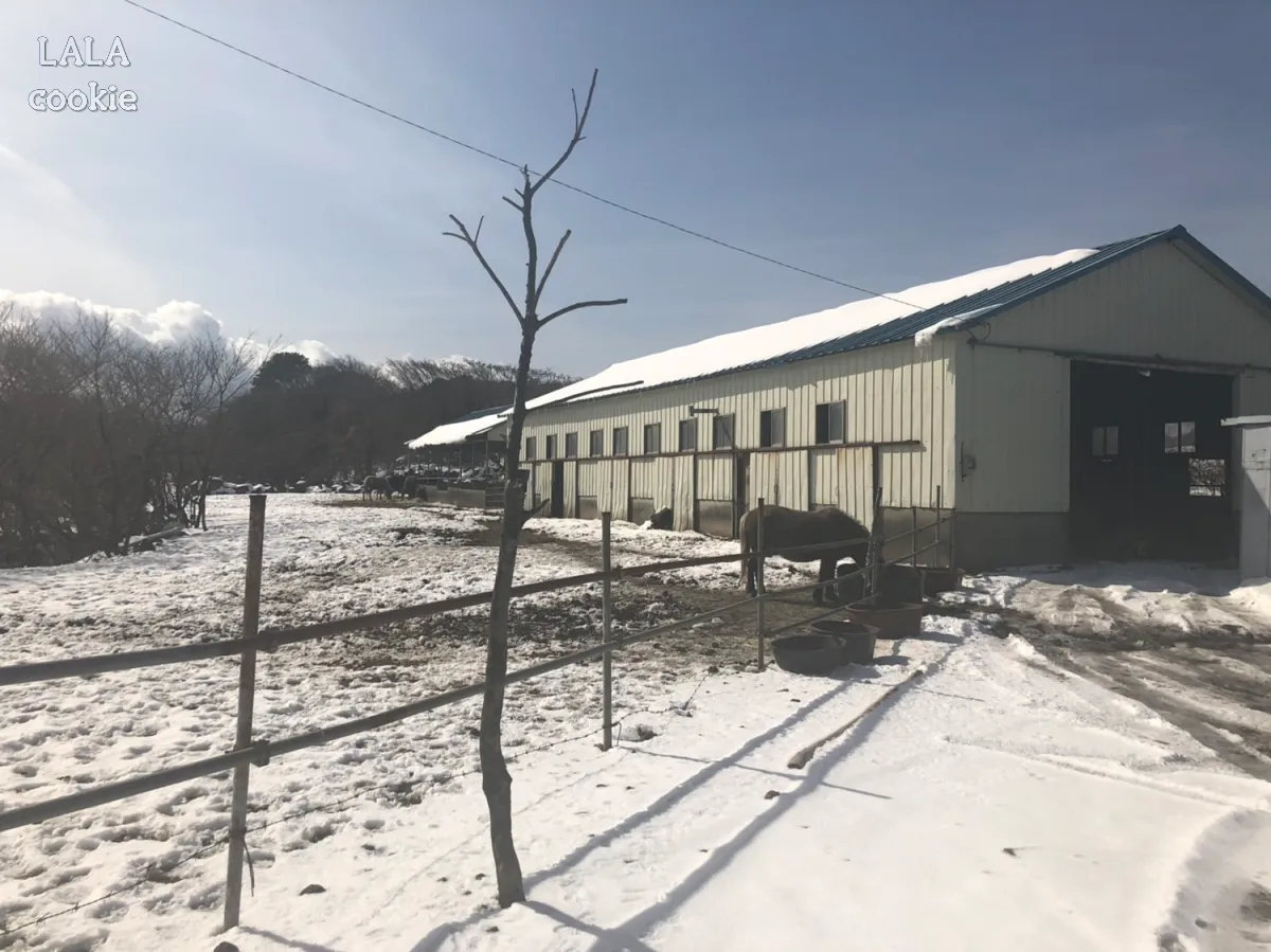 제주도-겨울-여행-코스-추천-눈밭-말-농장