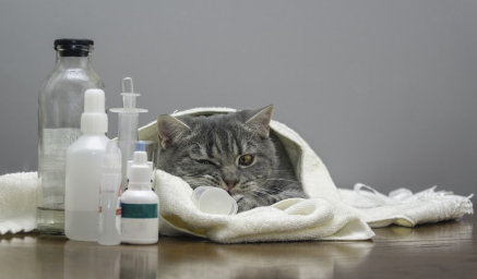 천에 돌돌 말린 고양이와 약.