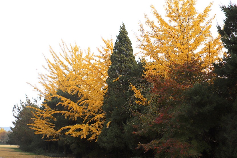 벽초지 가을 단풍 은행잎