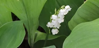 은방울꽃 꽃말 봄 꽃 꽃말 모음_9