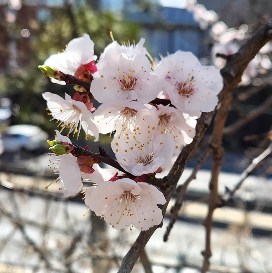 2026 벚꽃 개화 시기 총정리! 서울은 언제 만개할까?(+전국 예상일)