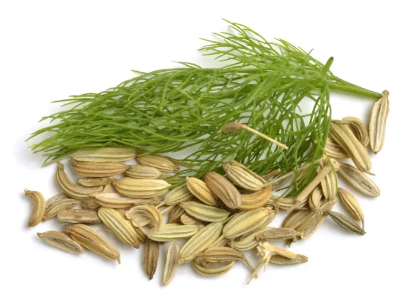 Fennel