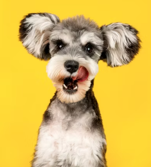 수의사 취업에 대하여 알아보기