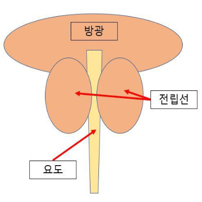 전립선염 증상과 원인