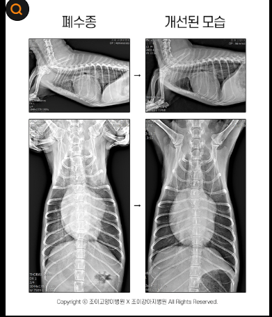 강아지 실비보험이 필요한 이유(실비보험,보장)
