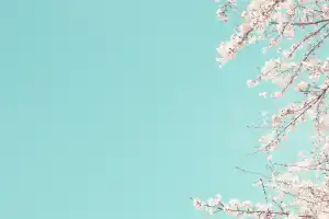벚꽃 개화시기 축제 명소 만개시기