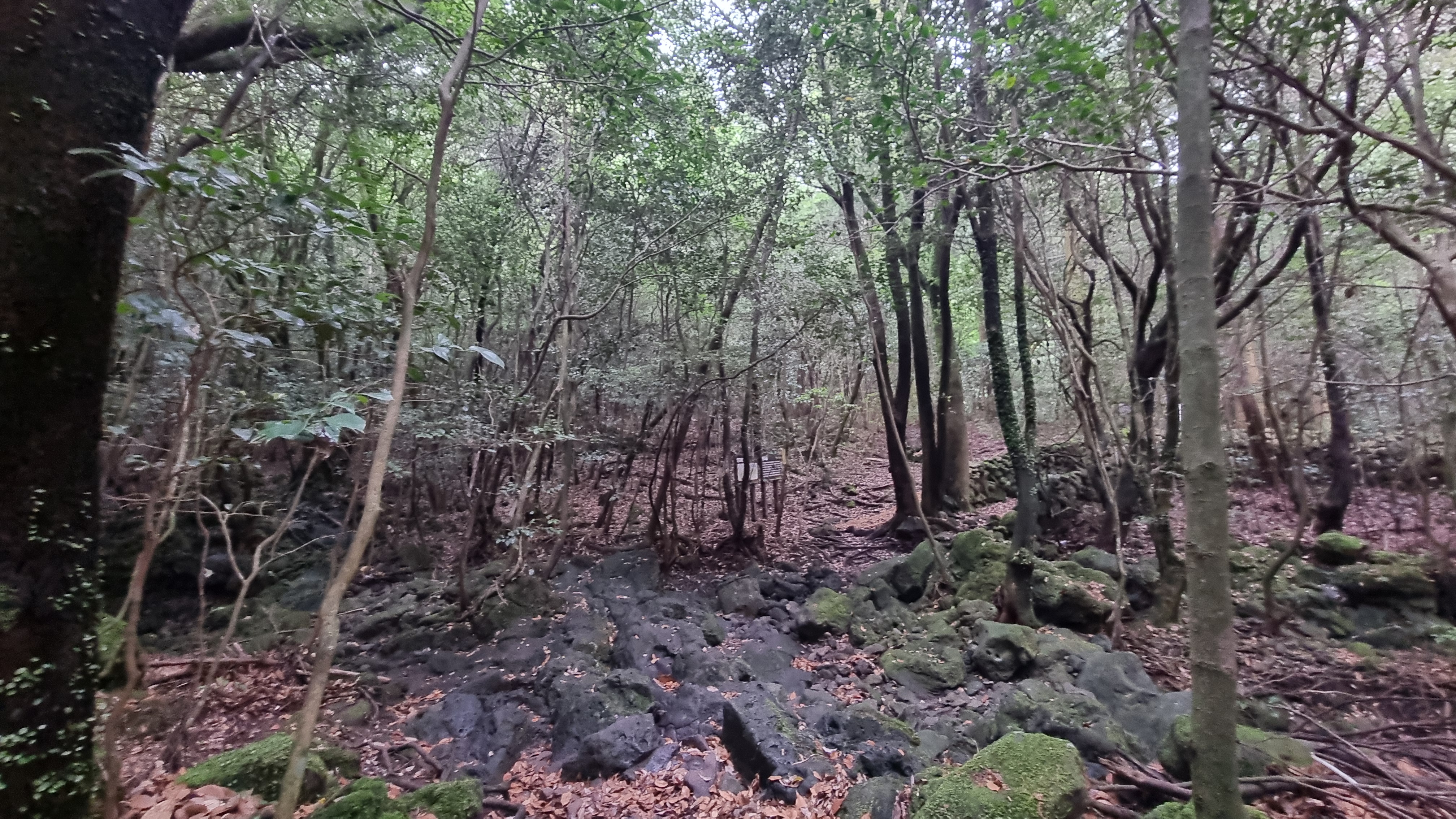 제주 추억의 숲길