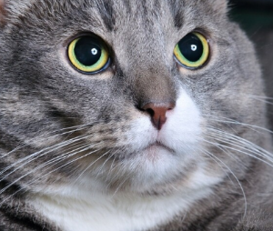 고양이가 토하는 이유