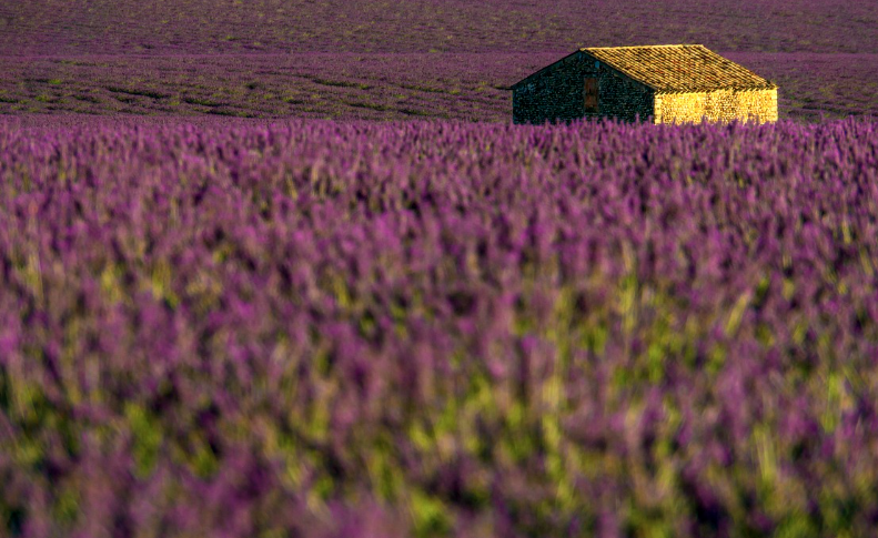 2025 퍼플섬 라벤더 축제