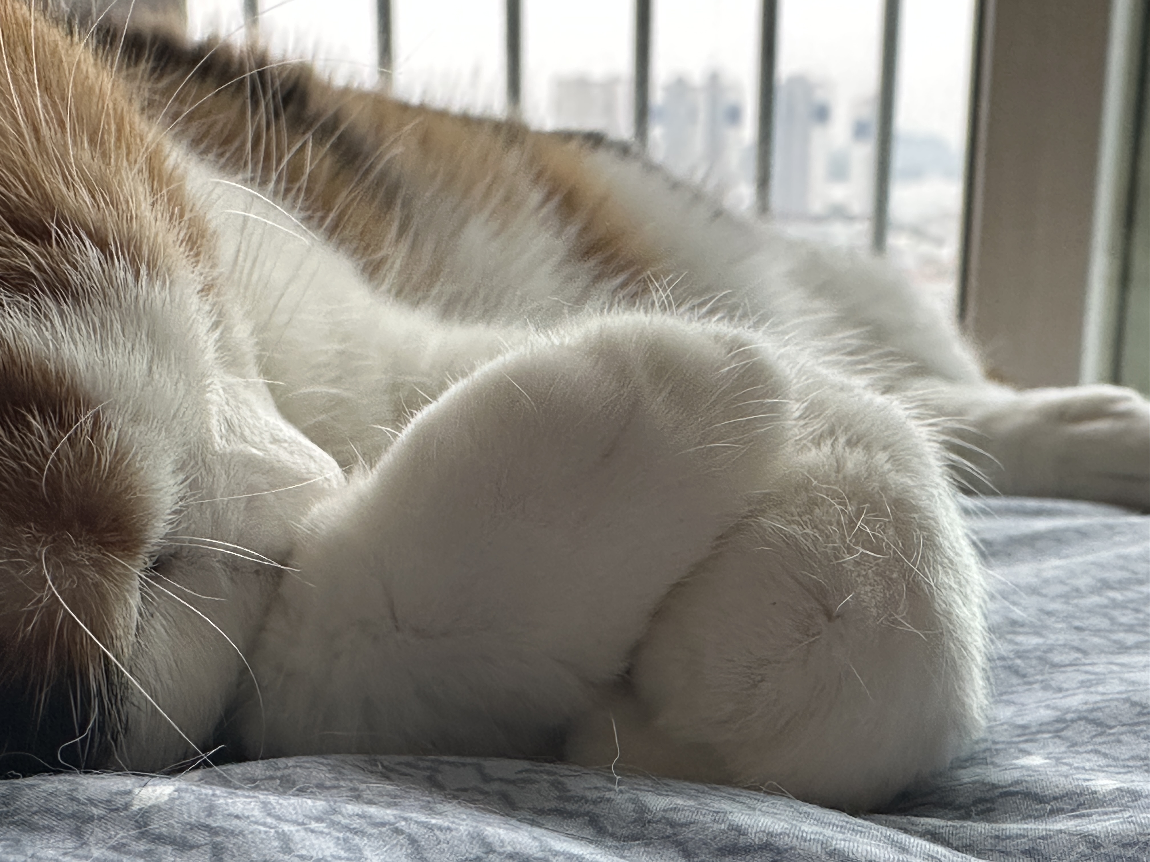 폭신폭신_요미의_솜방맹이