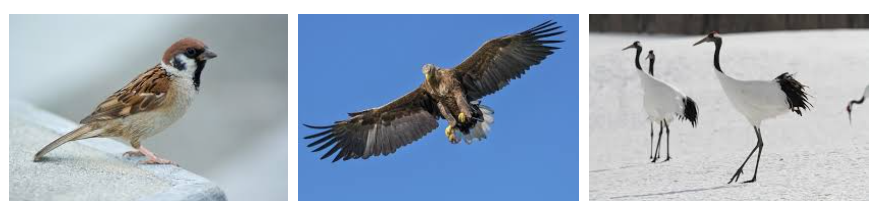 참새 독수리 두루미