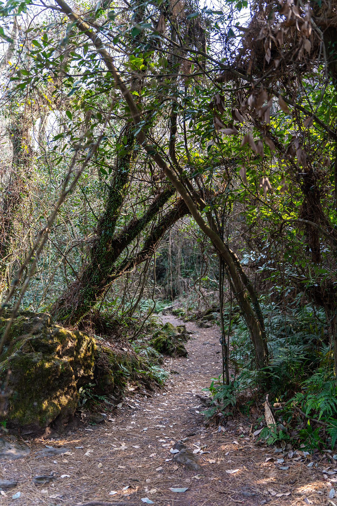 환상숲 곶자왈 공원