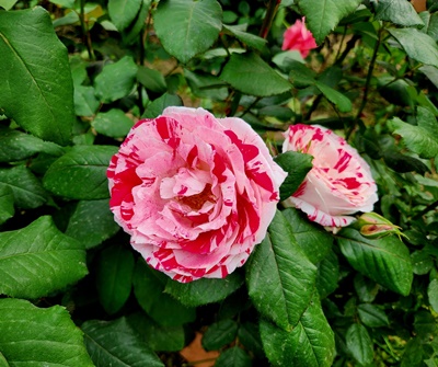 개량장미두송이