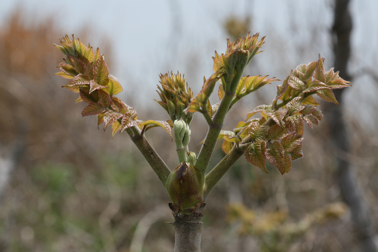 두릅나무 효능 2
