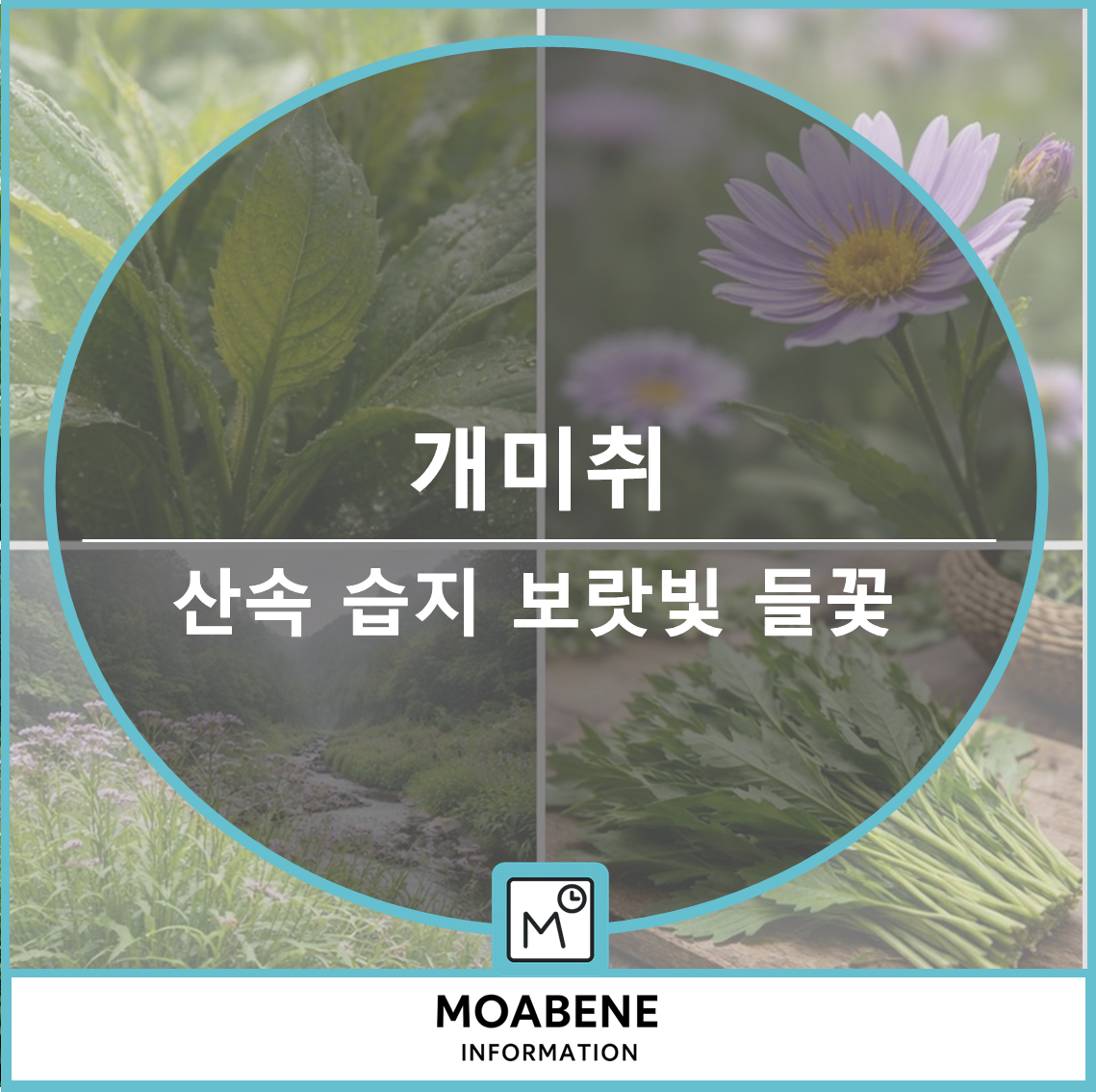 개미취 알아보기: 산속 습지에서 자라는 보랏빛 들꽃, 먹는 법과 돌보는 법