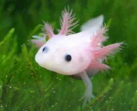 우파루파 먹이 종류와 키우는 방법