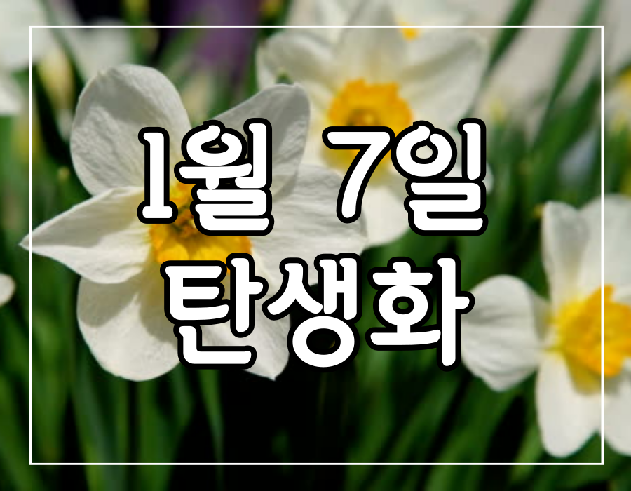 이 이미지는 1월 7일 탄생화 수선화 꽃말에 관한 포스팅의 대표 이미지입니다.