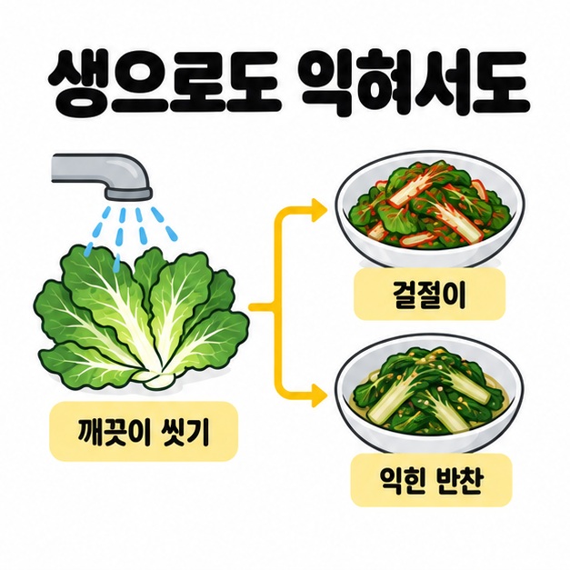 깨끗이 씻은 봄동을 겉절이와 익힌 반찬으로 나누어 활용하는 조리 방법 비교 도식