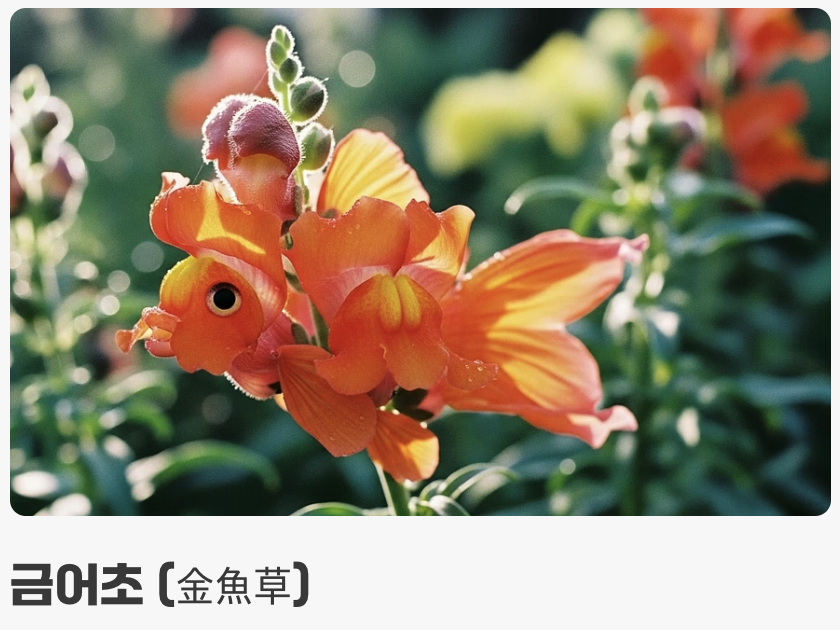 금붕어를 닮은 꽃, 이름의 비밀